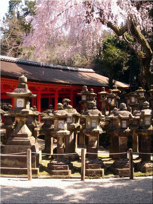 Nara sakura.JPG