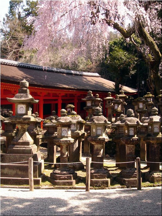 Nara sakura.JPG