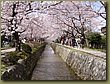 Nara Cherry blossoms 2.JPG