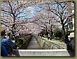 Nara Cherry blossoms 2a.jpg