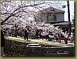 Nara Cherry blossoms.JPG