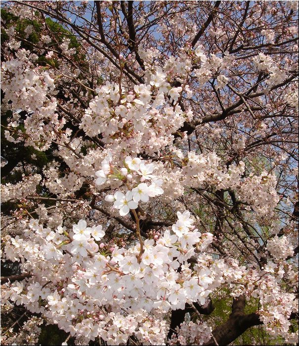 Asakusa Sakura 1.JPG