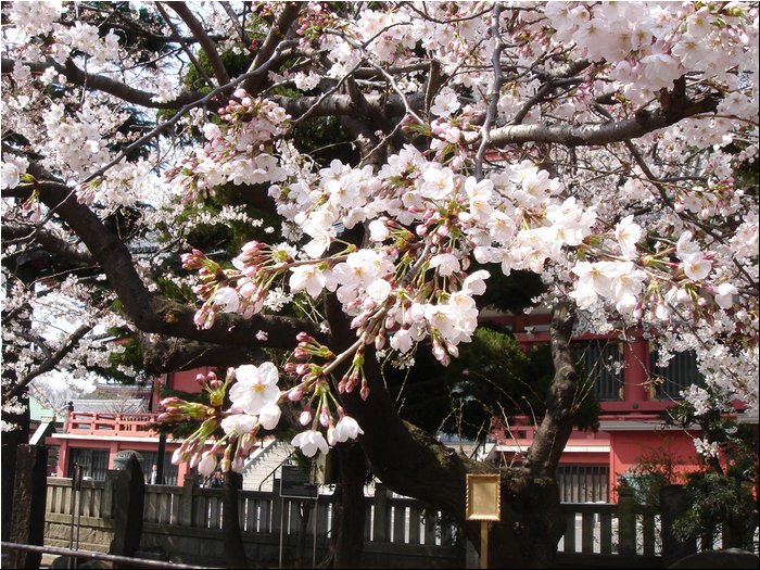 Asakusa Sakura 3.JPG