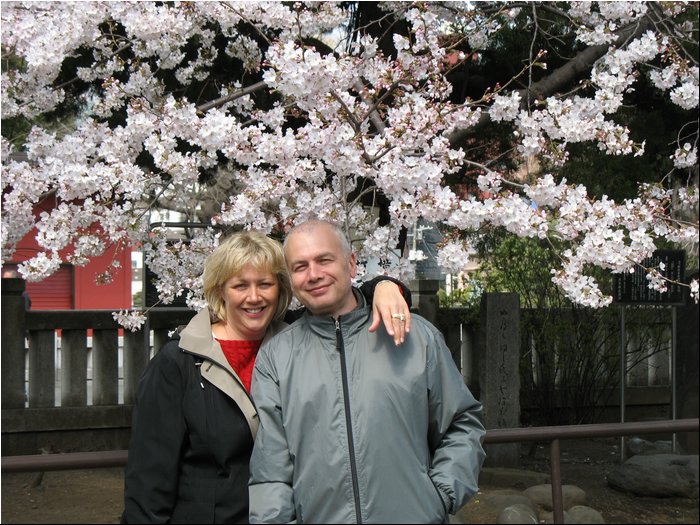 Asakusa cherry blossoms 1.jpg