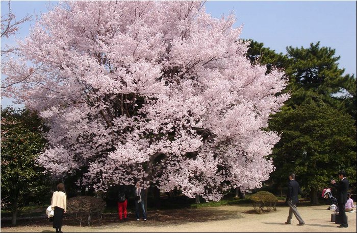 Tokyo Imperial garden 1.JPG