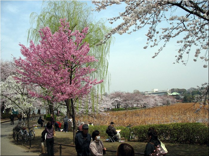 Tokyo Ueno Garden 9.jpg