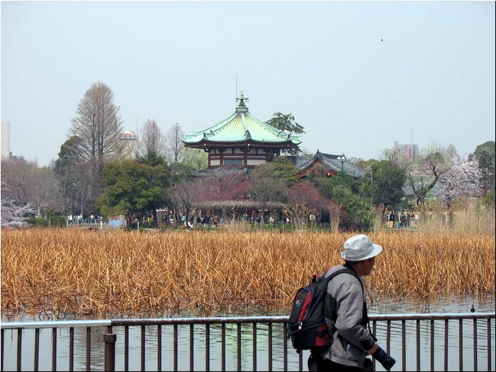 Tokyo Ueno Garden 9b.jpg