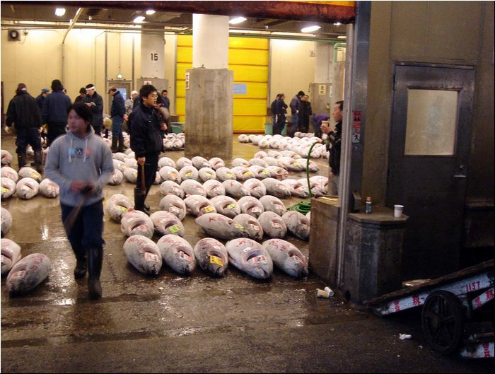 Tokyo tuna auction 1.JPG