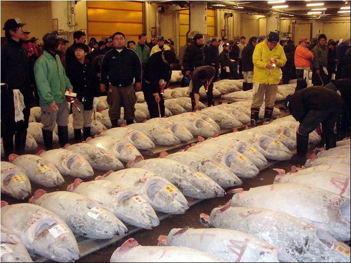 Tokyo tuna auction 2.JPG