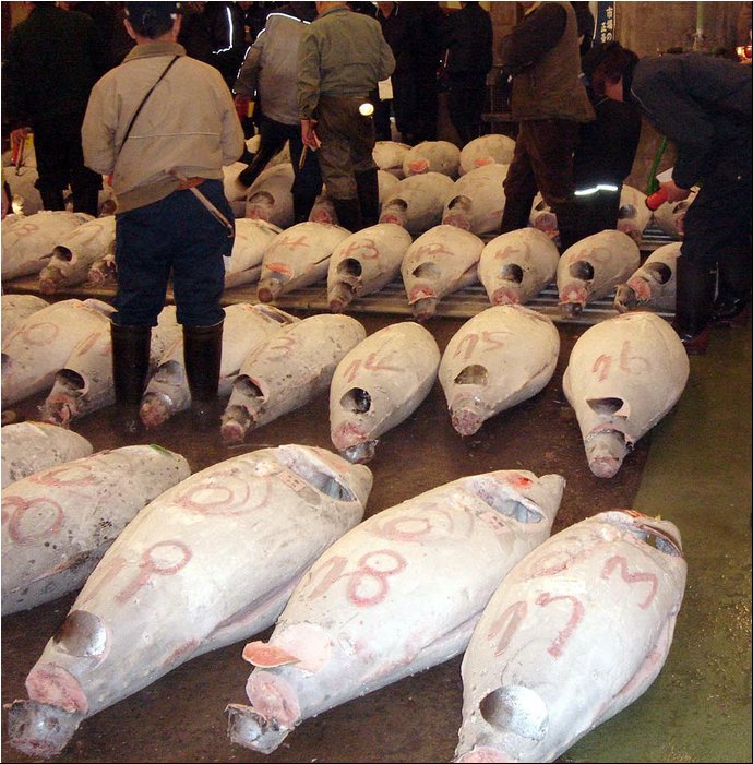 Tokyo tuna auction 4.JPG