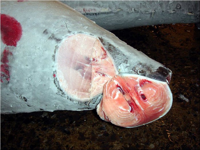 Tokyo tuna auction 5.JPG