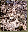 Asakusa Sakura 1.JPG