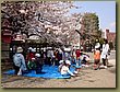 Asakusa Sakura 4.JPG