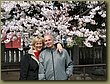 Asakusa cherry blossoms 1.jpg