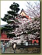 Asakusa cherry blossoms 2.jpg