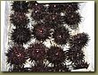 Fish market - sea urchins.jpg