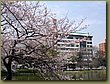 Tokyo Ueno Garden 3.JPG
