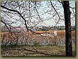 Tokyo Ueno Garden 9a.jpg