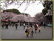 Tokyo Ueno Garden.JPG