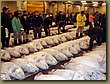 Tokyo tuna auction 2.JPG