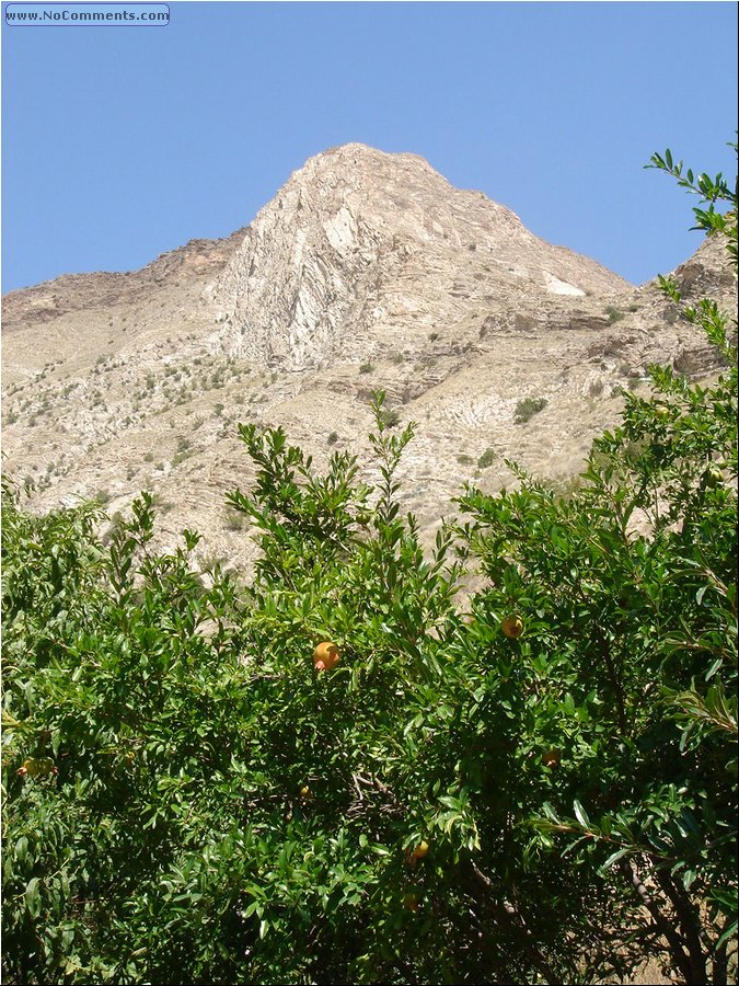 Kackar Mountains pomegranate .JPG