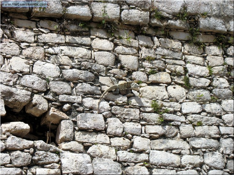 Chichen Itza iguana.jpg