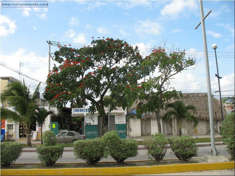 Tulum Tree.jpg