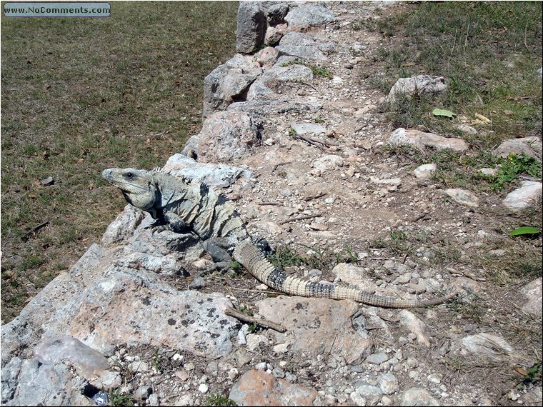 Uxmal iguana.JPG