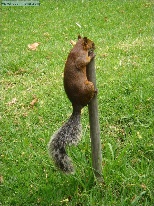 Modern Arts Museum thirsty squirrel.JPG