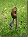 Modern Arts Museum thirsty squirrel.JPG