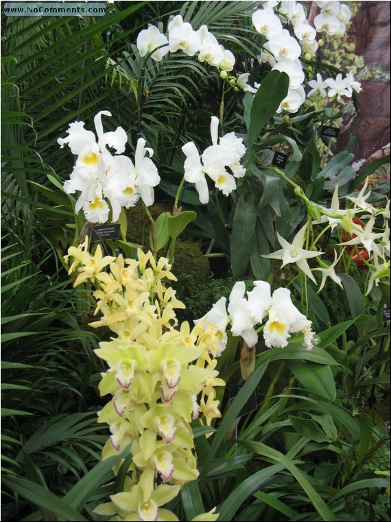 Miami International Orchid Show 3c.jpg