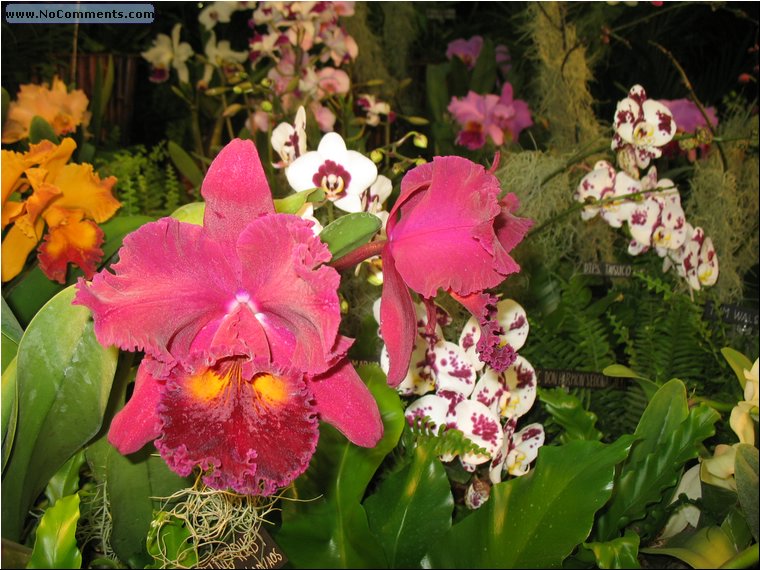 Miami International Orchid Show 5.jpg