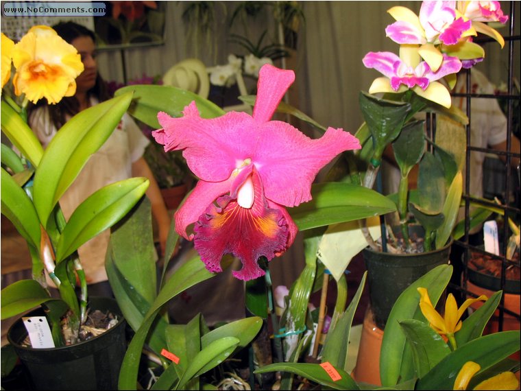 Miami International Orchid Show 5a.jpg