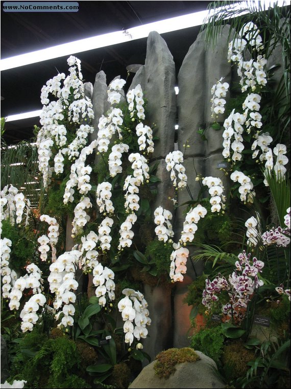 Miami International Orchid Show 8.jpg