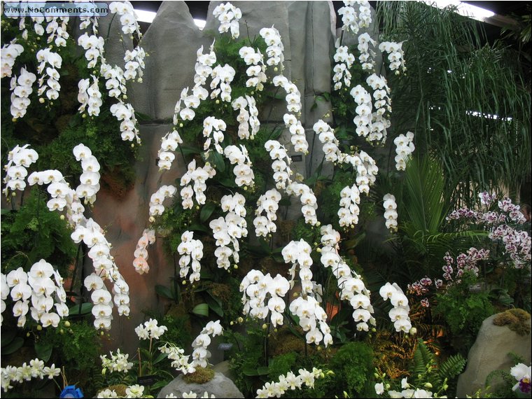 Miami International Orchid Show.jpg
