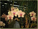 Miami International Orchid Show 1.jpg