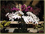 Miami International Orchid Show 3a.jpg