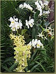 Miami International Orchid Show 3c.jpg