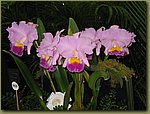 Miami International Orchid Show 4.jpg