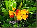 Miami International Orchid Show 4a.jpg