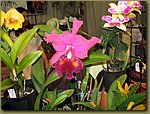 Miami International Orchid Show 5a.jpg