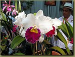 Miami International Orchid Show 6.jpg