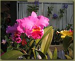 Miami International Orchid Show 6a.jpg