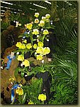 Miami International Orchid Show 6b.jpg