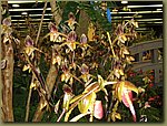 Miami International Orchid Show 7.jpg