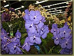 Miami International Orchid Show 7a.jpg