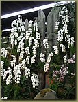 Miami International Orchid Show 8.jpg