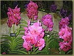 Miami International Orchid Show 9.jpg