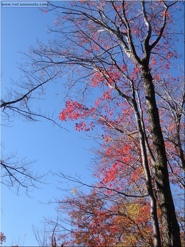 Lake Minnewaska Naked  tree (almost).JPG