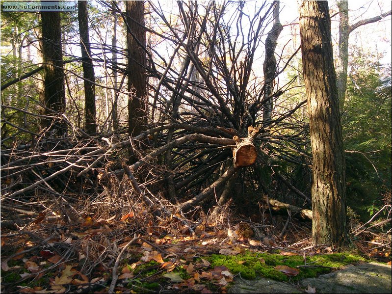 Lake Minnewaska cut tree.JPG